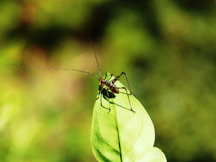 Phaneroptera nana (neanide)