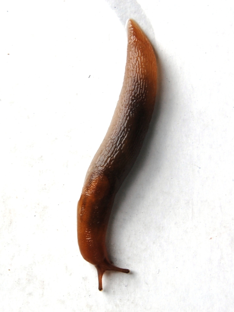 Lehmannia da Addaura (PA)