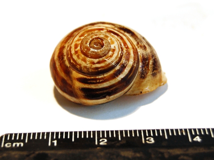 Eobania vermiculata ?