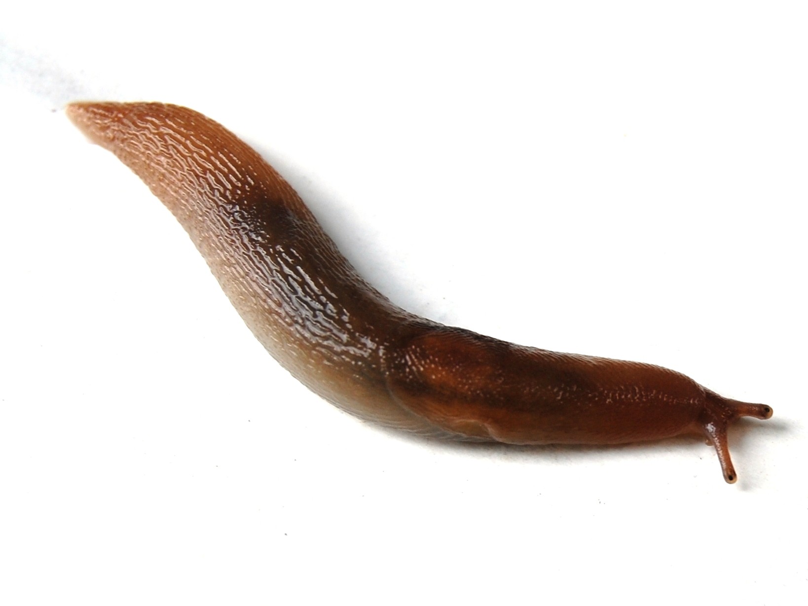 Lehmannia da Addaura (PA)
