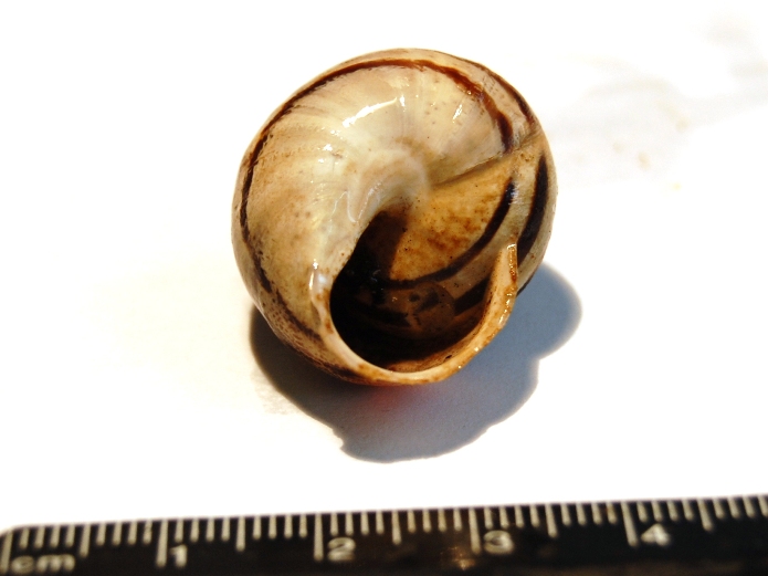 Eobania vermiculata ?