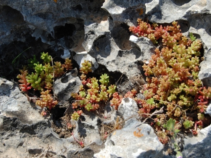 Sedum caeruleum L e Sedum rubens L.