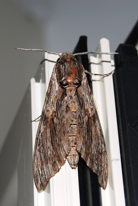 Falena da identificare - Agrius convolvuli
