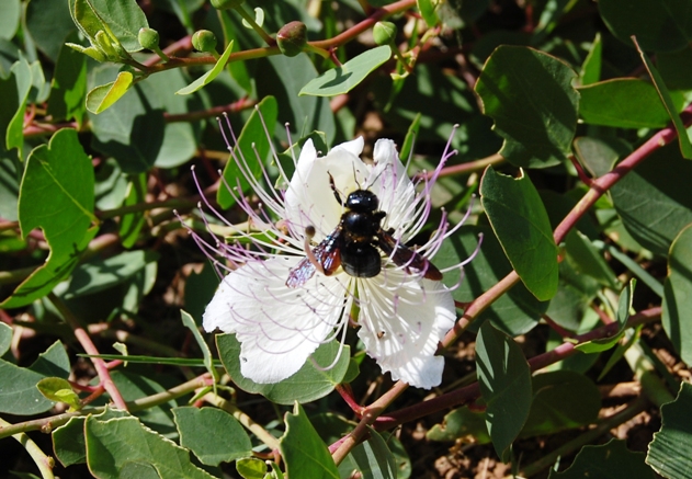 Imenottero (Xylocopa?) su cappero - da identificare