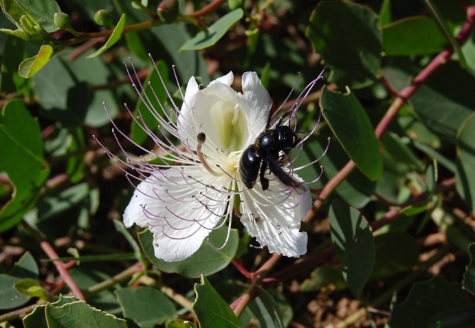 Imenottero (Xylocopa?) su cappero - da identificare