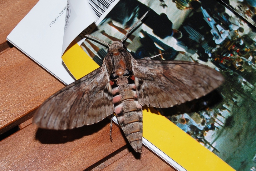 Falena da identificare - Agrius convolvuli