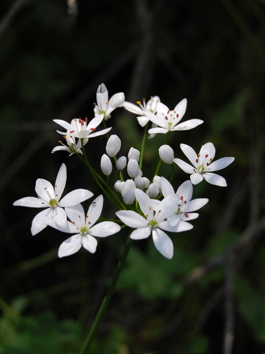 Allium subhirsutum