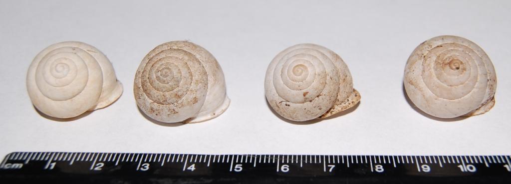 Murella sicana (Frussac, 1822) di Monte Pellegrino