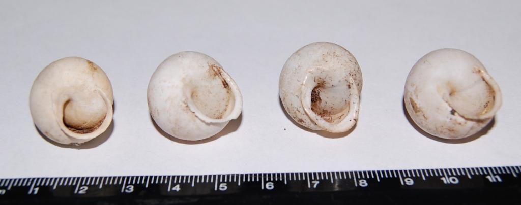 Murella sicana (Frussac, 1822) di Monte Pellegrino