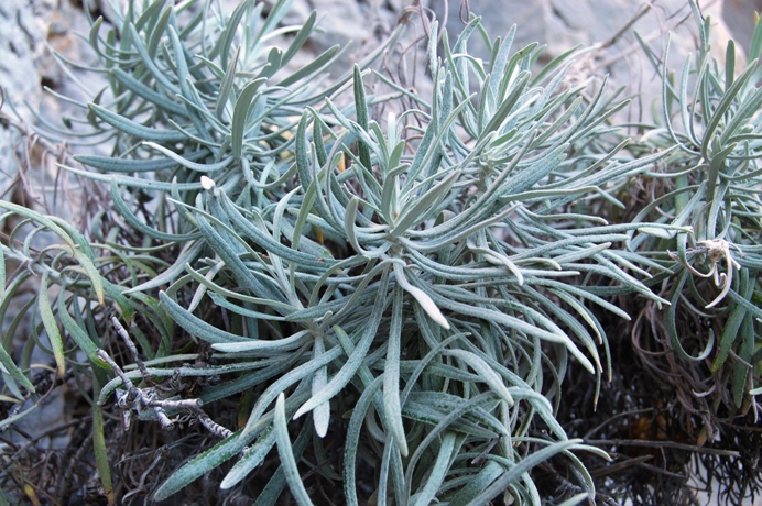Helichrysum pendulum (=H. panormitanum) / Elicriso pendulo