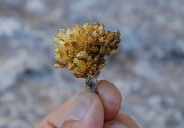 Helichrysum pendulum (=H. panormitanum) / Elicriso pendulo