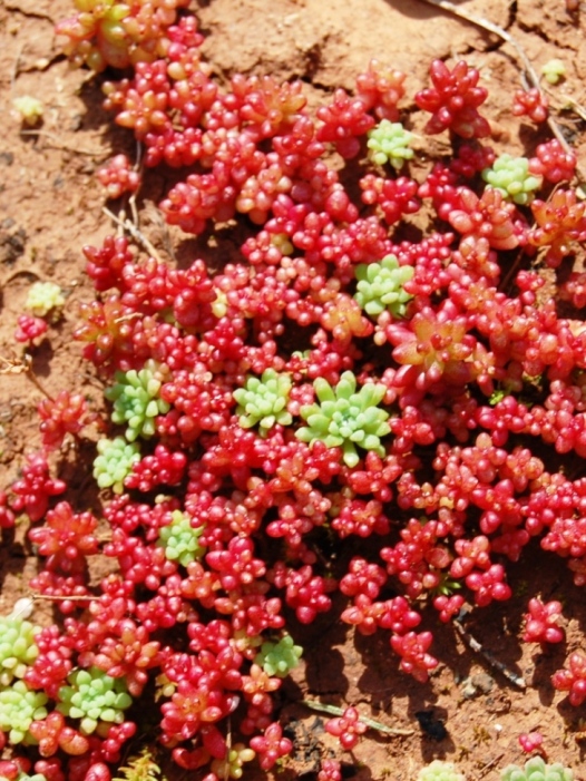 Sedum caeruleum L e Sedum rubens L.