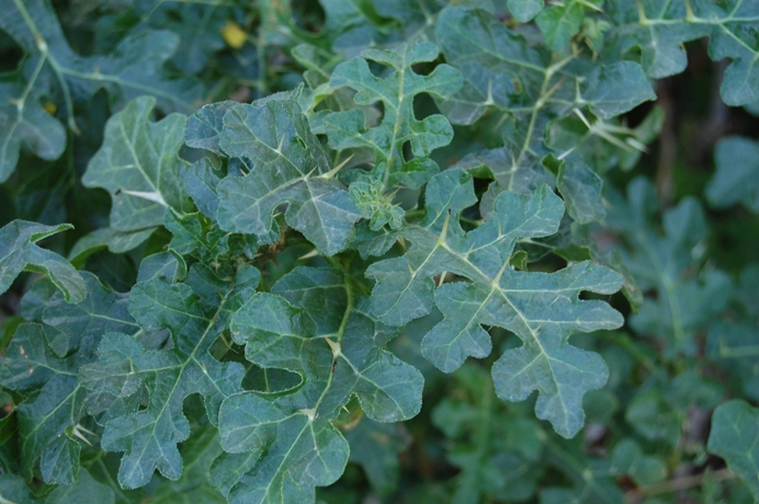 Solanum linnaeanum (=Solanum sodomaeum) / Pomo di Sodoma