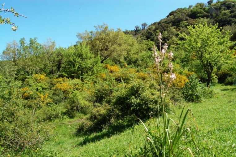 Passeggiata orchidologica al Bosco della Ficuzza