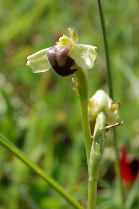 Ophrys pallida - Bosco della Ficuzza