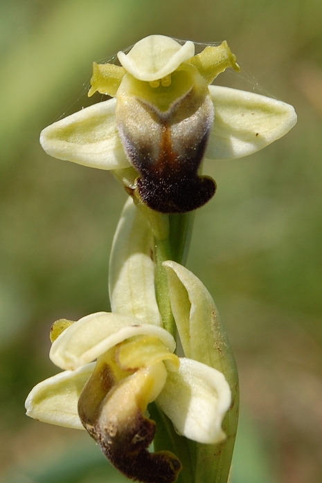 Ophrys pallida - Bosco della Ficuzza