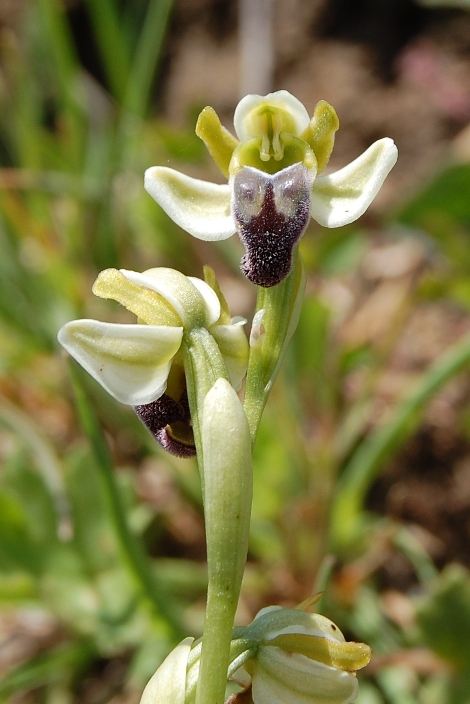 Ophrys pallida - Bosco della Ficuzza