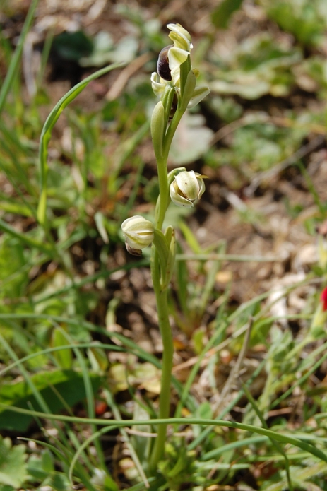 Ophrys pallida - Bosco della Ficuzza