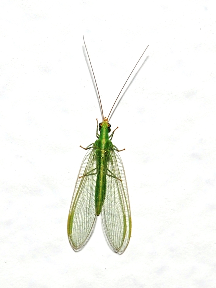 Chrysoperla cfr mediterranea