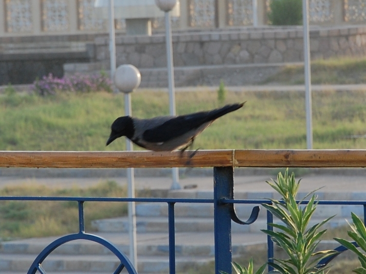 Uccelli di Egitto - 7