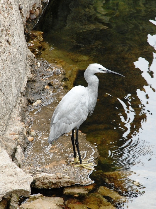 Uccelli di Egitto - 1