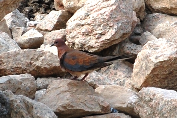 Uccelli di Egitto - 6