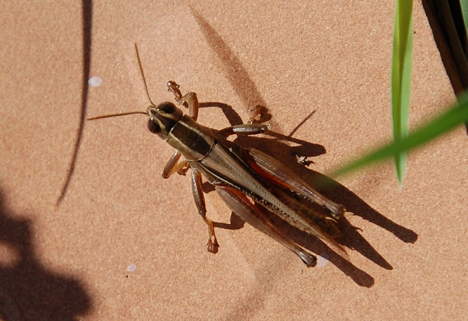 Ortottero siculo: Eyprepocnemis plorans