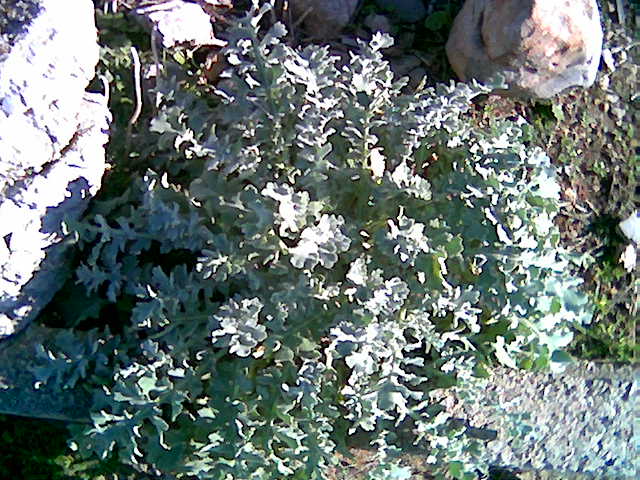 Verbascum sinuatum