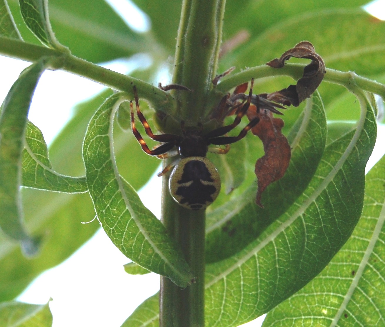 Synaema globosum
