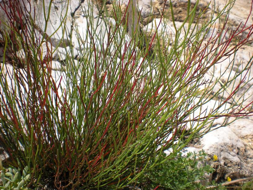 Zingaro - Limonium flagellare (Lojac.) Brullo