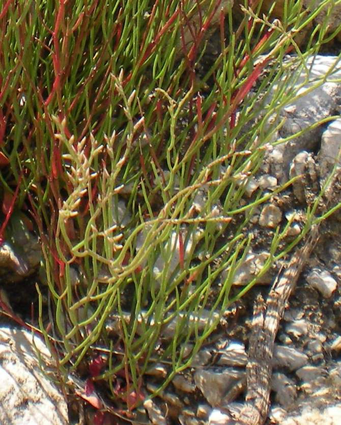 Zingaro - Limonium flagellare (Lojac.) Brullo