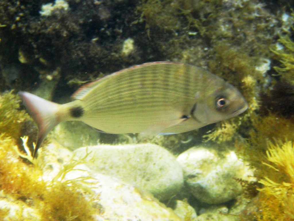 Sarago maggiore (Diplodus sargus)