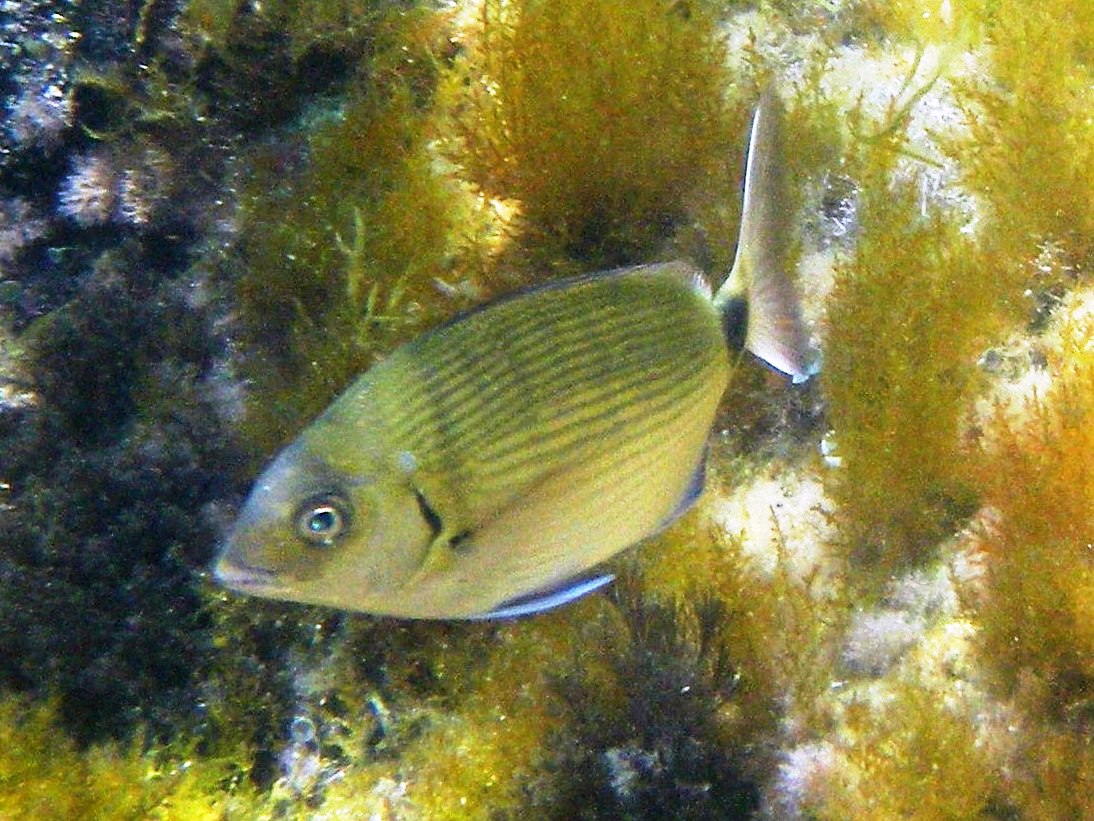 Sarago maggiore (Diplodus sargus)