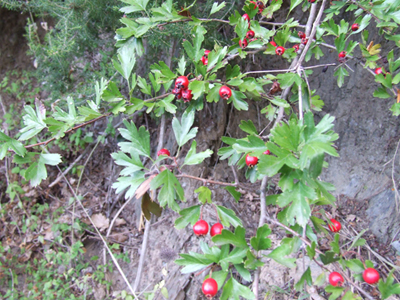 Crataegus monogyna