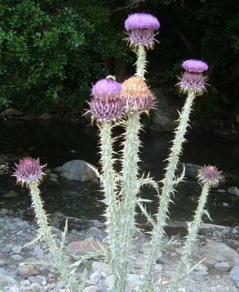 Onopordum illyricum