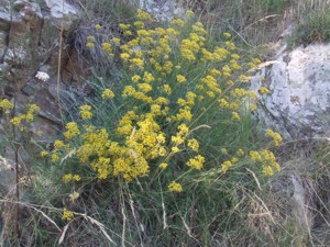 Flora : di cosa si tratta? - Helichrysum cfr. italicum