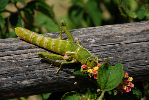 Una grossa cavalletta verde: Pamphagus sardeus