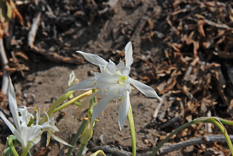 Un giglio spontaneo in Sardegna - Pancratium maritimum