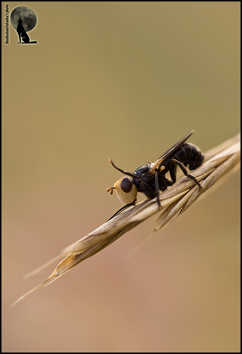 Melanosoma bicolor (Help ID???)