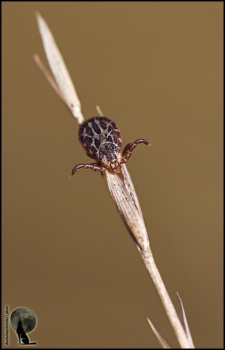Dermacentor sp,