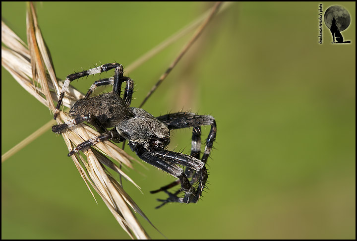 Araneus angulatus