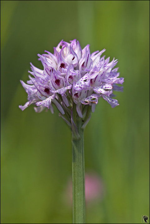 Neotinea tridentata e Coeloglossum viride