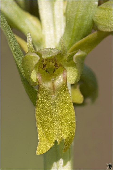 Neotinea tridentata e Coeloglossum viride