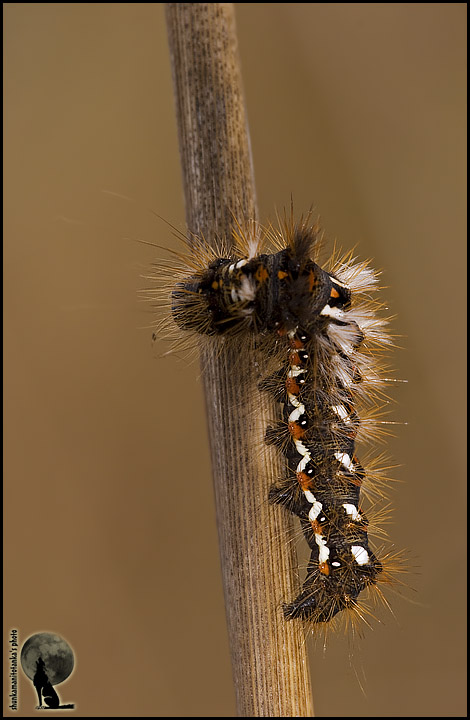 Bruco di Acronicta rumicis