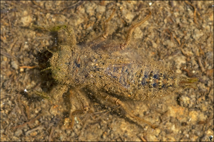 Larva libellulidae? no, Cordulegaster boltonii