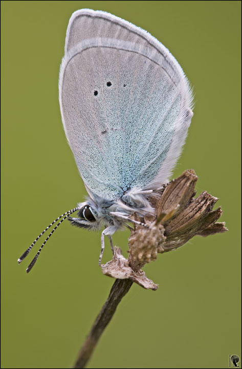 Aiuto identificazione Licenide - Glaucopsyche (Glaucopsyche)