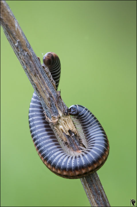 Aiuto identificazione Julide