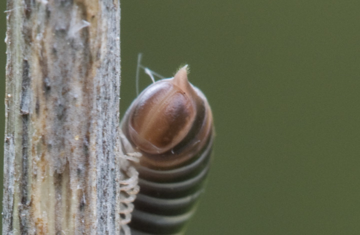 Aiuto identificazione Julide