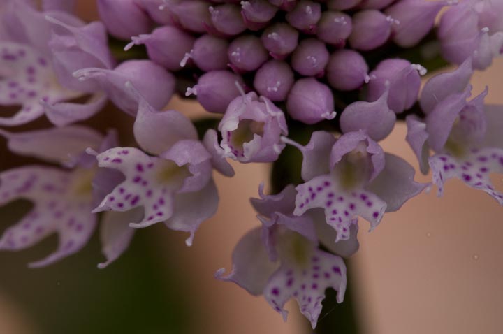 Traunsteinera globosa?