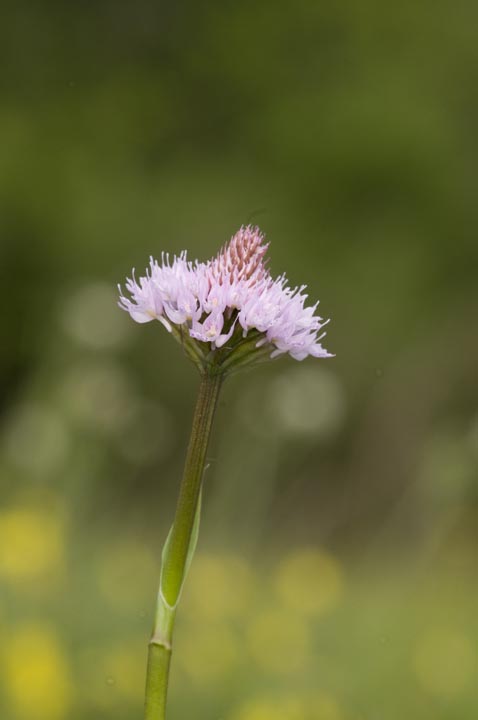 Traunsteinera globosa?